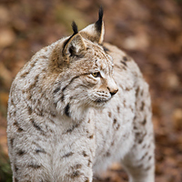 Eurasian Lynx