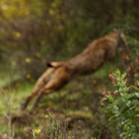 Iberian Lynx