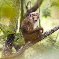 Toque macaque