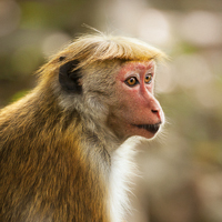 Toque macaque