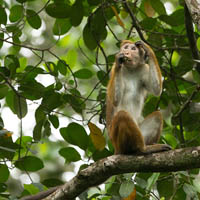 Toque macaque