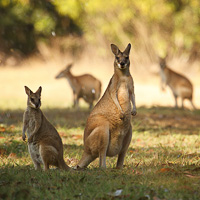 Agile Wallabies