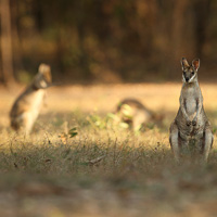 Agile Wallabies