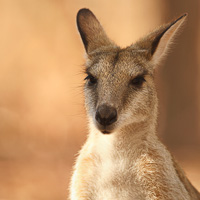 Agile Wallabies