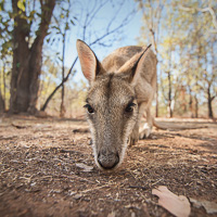 Agile Wallabies