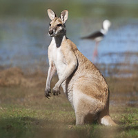 Macropus antilopinus