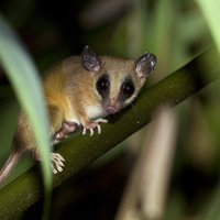 Robinson's mouse opossum