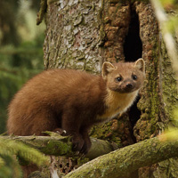 Pine Marten