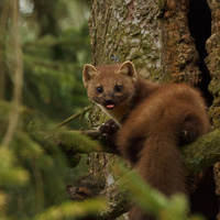 Pine Marten