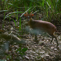 Indian Muntjac