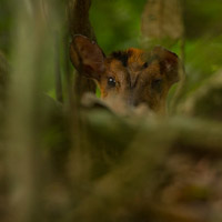 Indian Muntjac