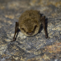 Whiskered or Brandt's bat