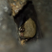 Daubenton's bat