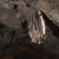 Greater mouse-eared bats