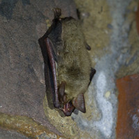 Greater mouse-eared bat