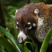 White-nosed Coati