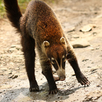 White-nosed Coati