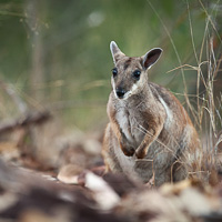 Short-eared rock-wallaby
