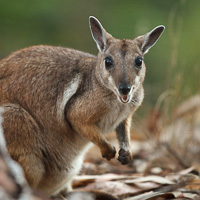 Short-eared rock-wallaby
