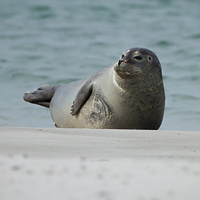 Harbor seal