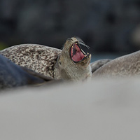 Harbor seals