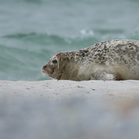 Harbor seal