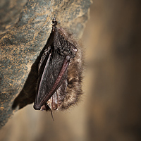 Brown long-eared bat