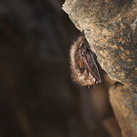 Brown long-eared bat