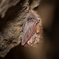 Brown long-eared bat