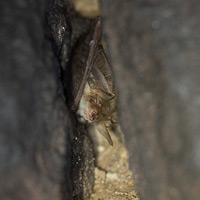 Brown long-eared bat