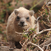 Rock Hyraxe