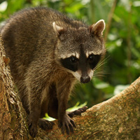 Crab-eating Raccoon