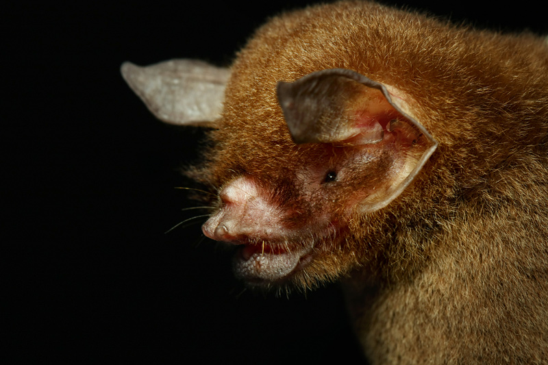 http://www.deepgreenphoto.com/pics/mammals/Pteronotus_parnellii02.jpg