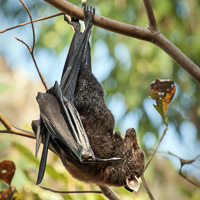 Black flying fox