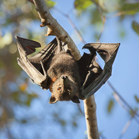 Black flying fox