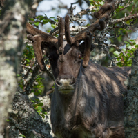 Reindeer