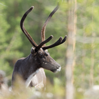 Reindeer