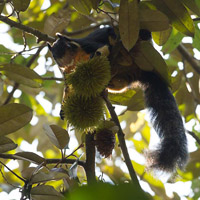 Giant squirrel