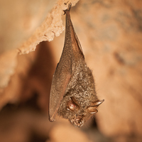 Lesser woolly horseshoe bat