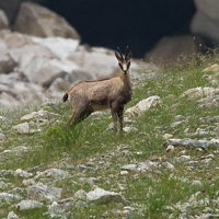 Chamois