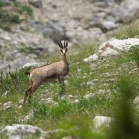 Chamois