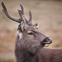 Sambar deer