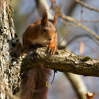 Eurasian red squirrel