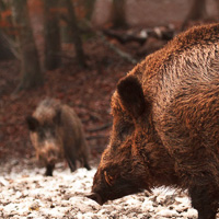 Wild Boar