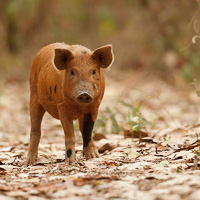 Feral pig