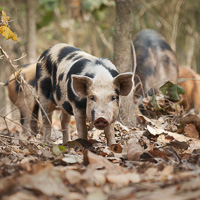 Feral pigs