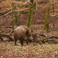 Wild Boar