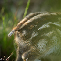 Wild boar piglet