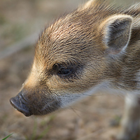 Wild boar piglet