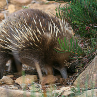 Short-beaked Echidna